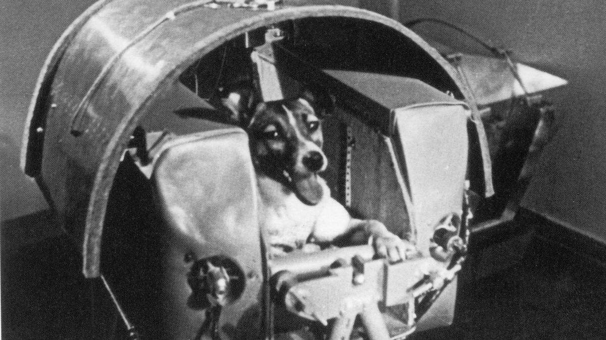 Před 70 lety Sověti tajně vyslali do vesmíru dvojici psů